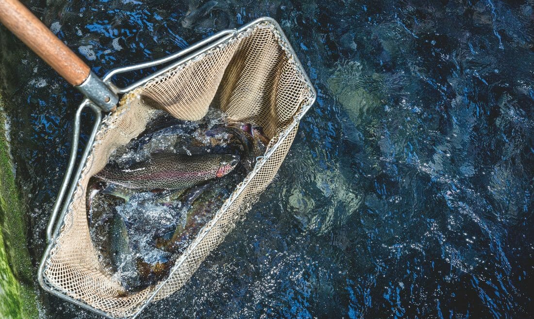 Ryby z čistých salcburských jezer a potoků jsou vyhlášenými specialitami