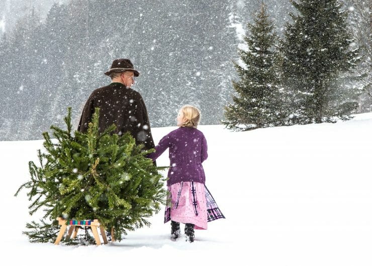 Dědeček s děvčetem v tradičním kroji veze na sáňkách jedličku zatímco padá sníh