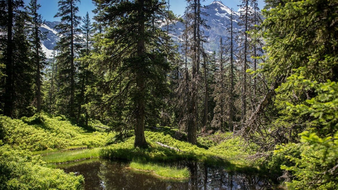 Rauriský prales je unikátem v Národním parku Vysoké Taury
