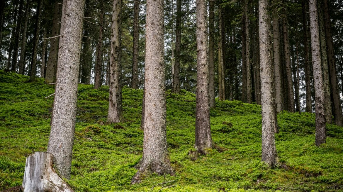 Vysoké borovice v Salcburských lesích s pařezem a hustým listím pokrývají lesní půdu.
