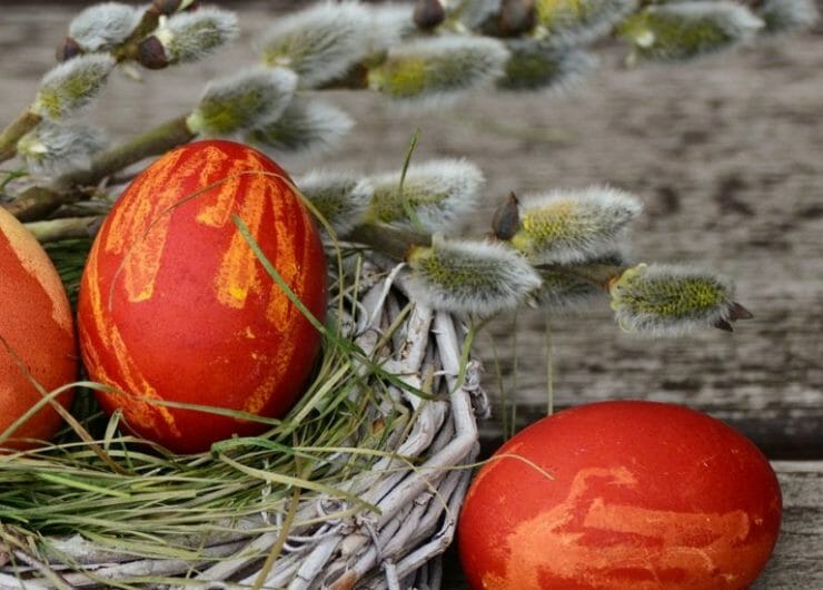 Přírodně barvená, červená velikonoční vajíčka v hnízdě z větviček a větvičkami vrby, známými jako kočičky