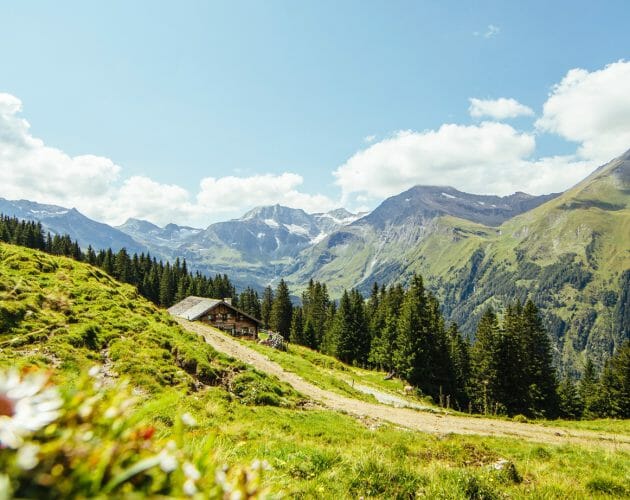 Zelená pastvina, rozkvetlá louka a cesta, která se vine v alpských kulisách v Raurisertalu