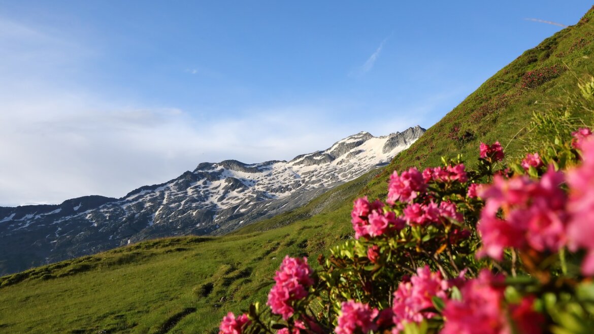 Růžové květy na travnaté stráni v Grossarltal v Salcbursku v létě se zasněženými vrcholky a modrou oblohou.