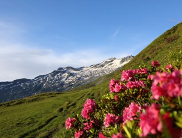 Růžové květy na travnaté stráni v Grossarltal v Salcbursku v létě se zasněženými vrcholky a modrou oblohou.