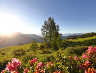 Saukaralm 2020 Bike_23_Grossarltal_Sommer Východ slunce nad travnatou horskou loukou v Grossarltal v Salcbursku v létě, s růžovými květy a vzdáleným domem.