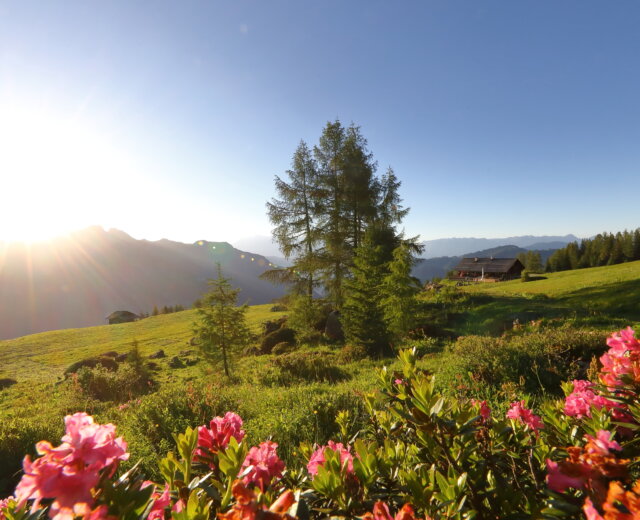 Východ slunce nad travnatou horskou loukou v Grossarltal v Salcbursku v létě, s růžovými květy a vzdáleným domem.