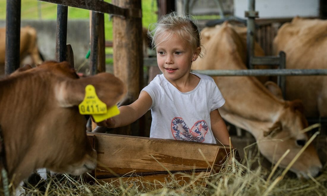 Pro děti je léto na pastvinách plné fascinujících zážitků s možností seznámení s domácími zvířaty jako jsou krávy, ovce nebo koně