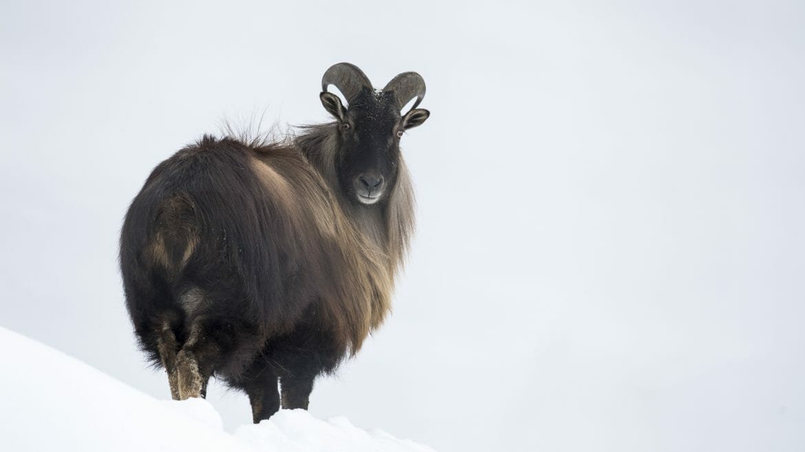 V zimě je v přírodní rezervaci Wildpark Ferleiten k vidění i kozorožec alpský se zahnutými rohy a dlouhou zimní srstí