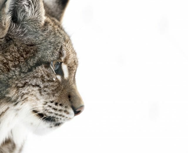 V rezervaci Wildpark Ferleiten žijí nejrůznější druhy zvířat. Rys je jedním z nich.