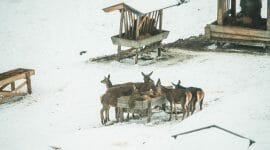 Srny při krmení v zasněženém údolí Habachtal v Brambergu v Národním parku Vysoké Taury
