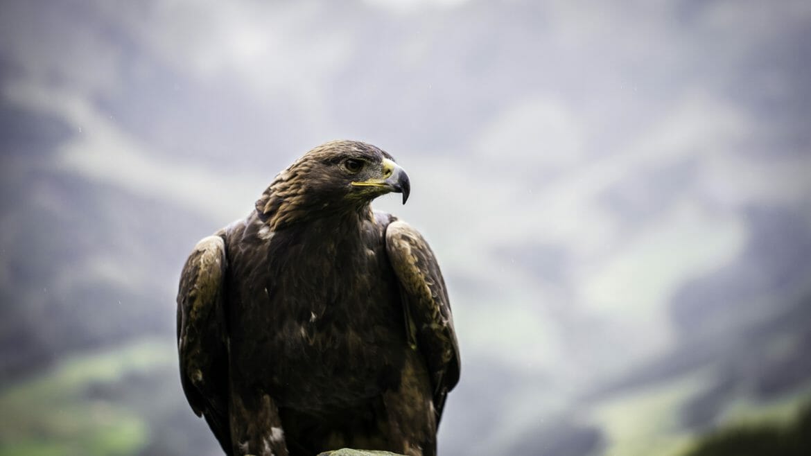 V Raurisertalu jsou k vidění vzácní orli nebo supi