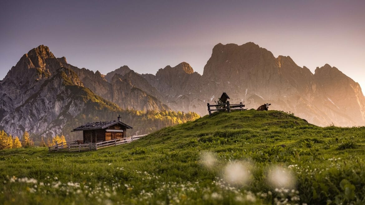 Idylická alpská pastvina jako z pohádky. Štíty hor, salaše a spokojeně odpočívající krávy na rozkvetlé louce