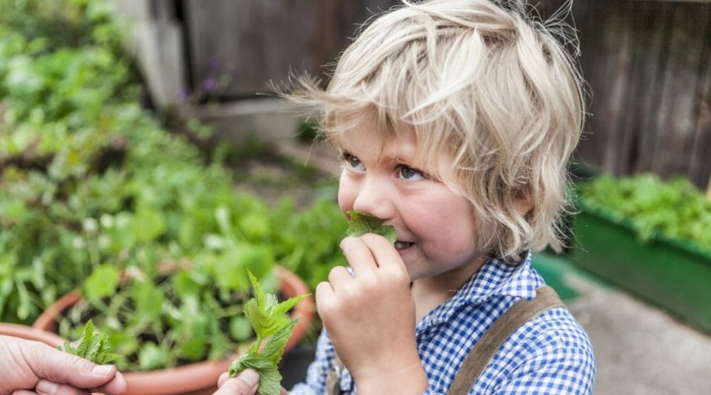 Děti zkoumají vzhled bylinek, jejich chuť i vlastnosti.