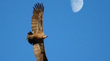Orlosup bradatý předvádí v letu modrou oblohou své úctyhodné rozpětí křídel, které může přesahovat až dva metry