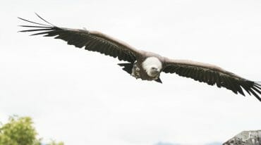 Každodenní přehlídky letů dravých ptáků pořádá Salcburský zemský svaz sokolníků