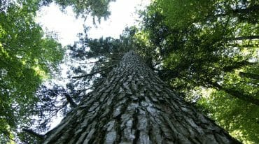 Mohutný vysoký strom v Lammertalském pralese dosahuje skoro až do nebe