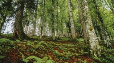 Lammertalský prales je v mírném svahu a nachází se tady mnoho prastarých stromů