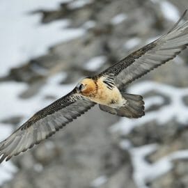 Impozantní dravec orlosup bradatý v letu v Národním parku Vysoké Taury, kde opět našel prostor pro život