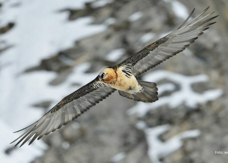 Impozantní dravec orlosup bradatý v letu v Národním parku Vysoké Taury, kde opět našel prostor pro život