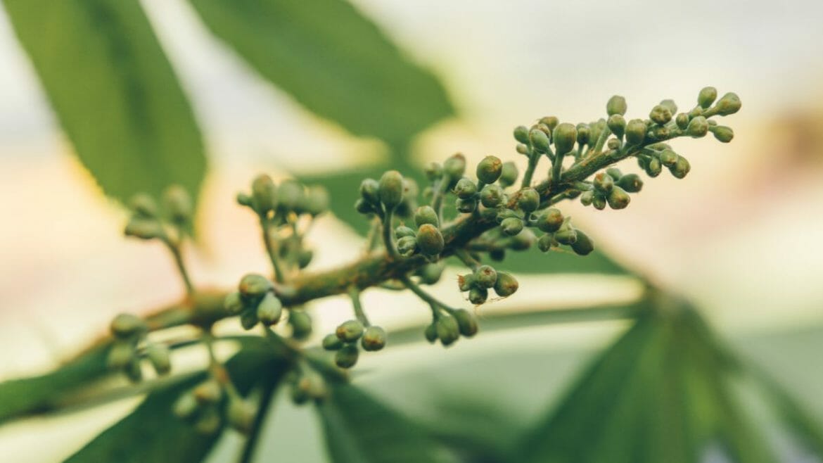 Ze stromů lze použít listy, květy, plody i pryskyřici k výrobě tinktur nebo léčivých mastí