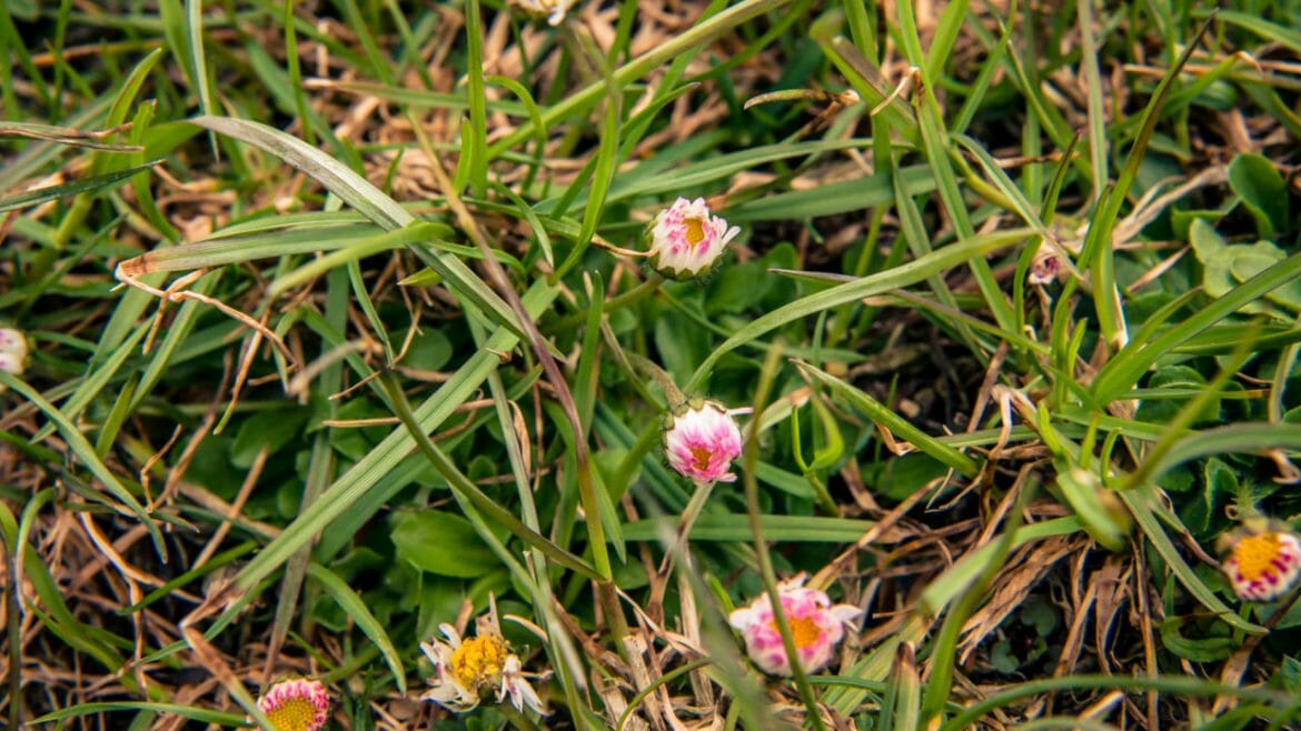 Z trávy vykukují bílo-růžové květy sedmikrásek, které se používají v alpském léčitelství i v kuchyni