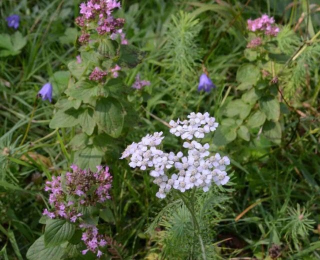 Achillea millefolium, latinské jméno, které řebříček dokonale vystihuje. Millefolium znamená “vytvořen z tisíce květů”.