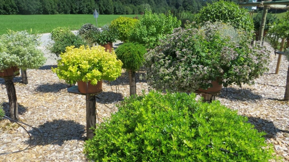 Květináče s košatou úrodou bylin v bylinkové zahradě v Salcburské zemi jezer