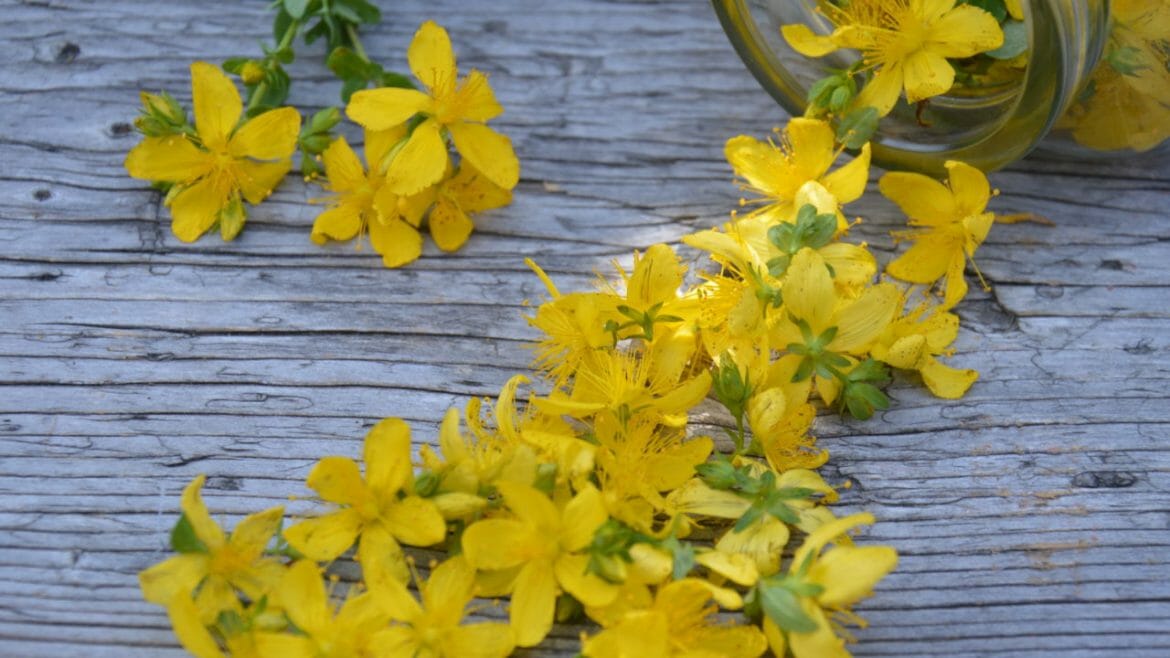 Zářivě žluté květy čerstvě natrhané třezalky tečkované, ze které se připravují léčivé produkty