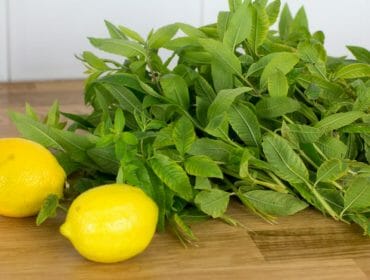 Listy citronové verbeny a citrony připravené na výrobu domácího bylinného sirupu