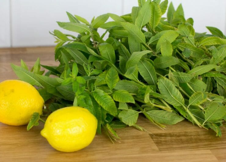 Listy citronové verbeny a citrony připravené na výrobu domácího bylinného sirupu