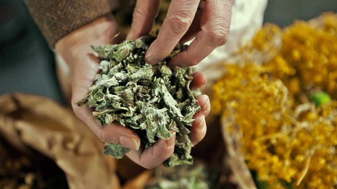 Hrst sušených bylin, které mohou posloužit jako odvar pro léčení různých zdravotních potíží