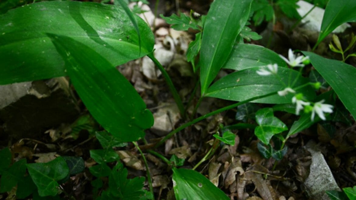 Listy medvědího česneku rostou z půdy samostatně, konvalinka mívá dva listy rostoucí proti sobě ze společného stonku