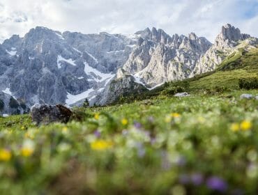 Květinami poseté louky pod impozantním masivem Hochkönigu skrývají mnoho pokladů v podobě léčivých rostlin