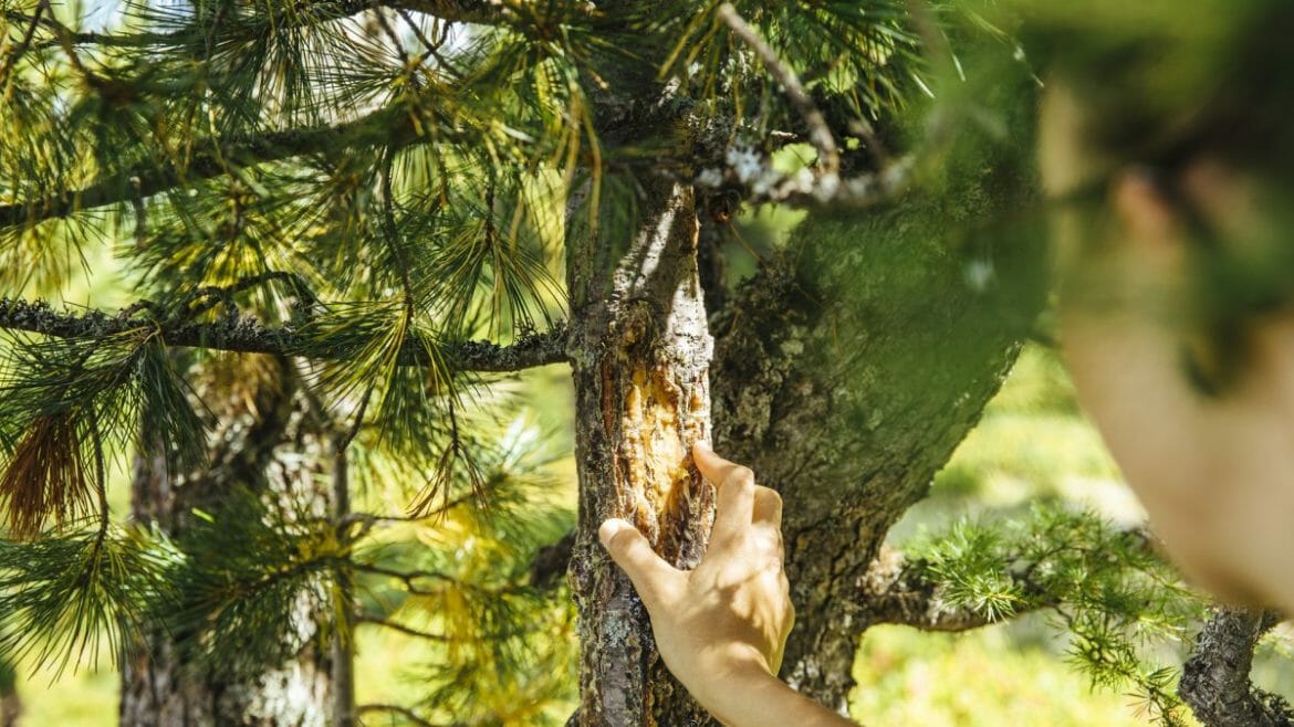 Z kůry jehličnatých stromů se olupuje pryskyřice pro výrobu tradiční, léčivé smolné masti, které se v Salcbursku říká Pechsalbe