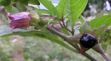 Rulík zlomocný (Atropa bella-donna) je vytrvalá bylina. Je považována za nejnebezpečnější středoevropskou jedovatou rostlinu