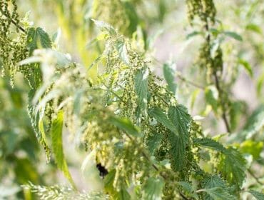 Od března do května je ideální sběr kopřiv, které můžeme využít pro přípravu receptů ze Salcburska