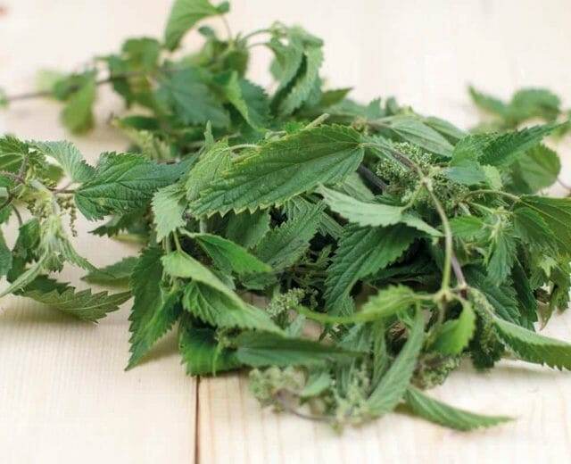 original-3-174 Ideální je nasbírat kopřivu na jaře, kdy má nejvíce síly. Sirup z kopřiv pročistí organismus, posiluje obranyschopnost a napomáhá dobrému trávení. Snižuje tlak a čistí močové cesty.