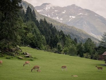 Fusch an der Großglocknerstraße je obec v Salcbursku, kde se nachází obora s divokými zvířaty, které můžete pozorovat