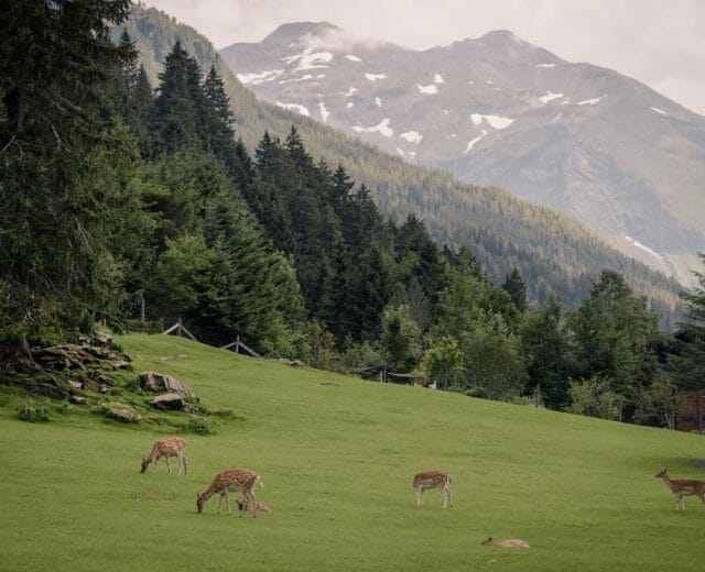 ┬ę Wild- & Erlebnispark Ferleiten_Damwild Fusch an der Großglocknerstraße je obec v Salcbursku, kde se nachází obora s divokými zvířaty, které můžete pozorovat