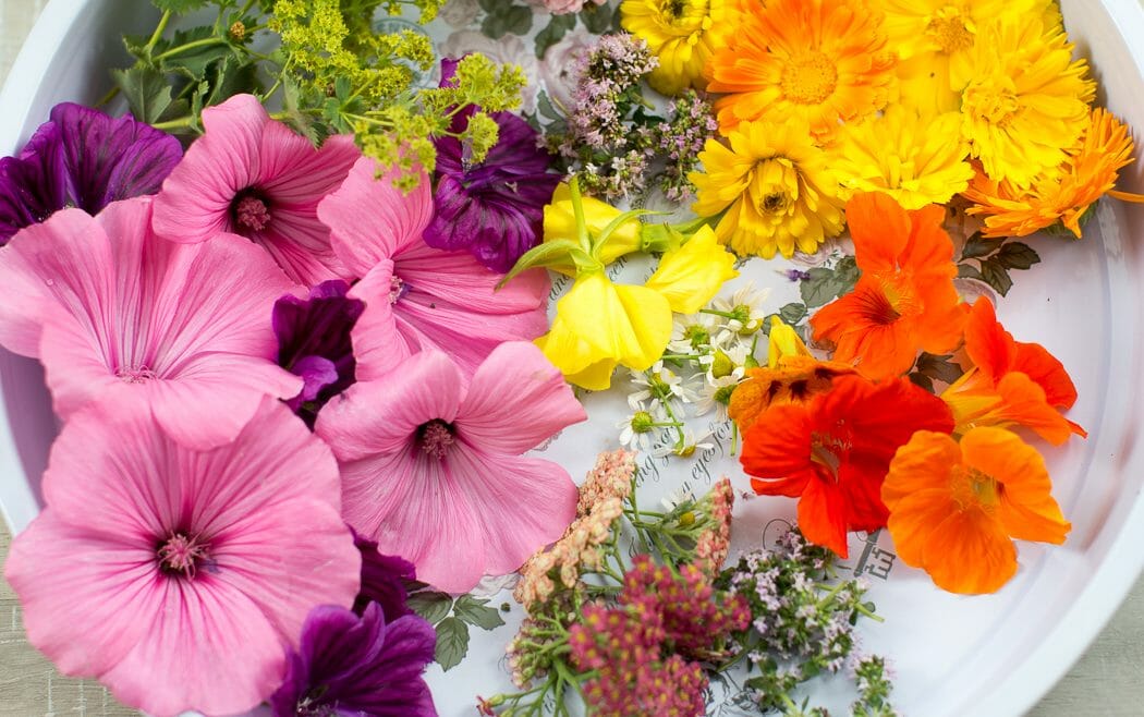 Pestrobarevné jedlé květy oranžové lichořeřišnice, růžového slézu, žlutého měsíčku, heřmánku, třezalky a dalších rostlin