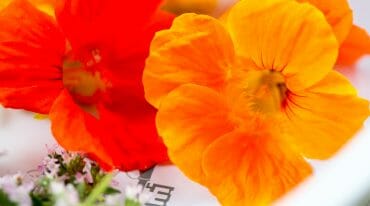 Oranžovo-červené květy léčivé lichořeřišnice