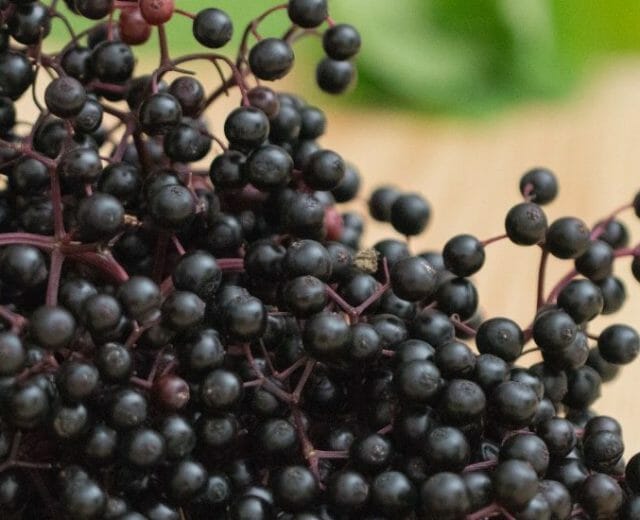 Holler-1600×550 V pozdním létě dozrávají bobule černého bezu, ze kterých se dají připravit chutné dezerty
