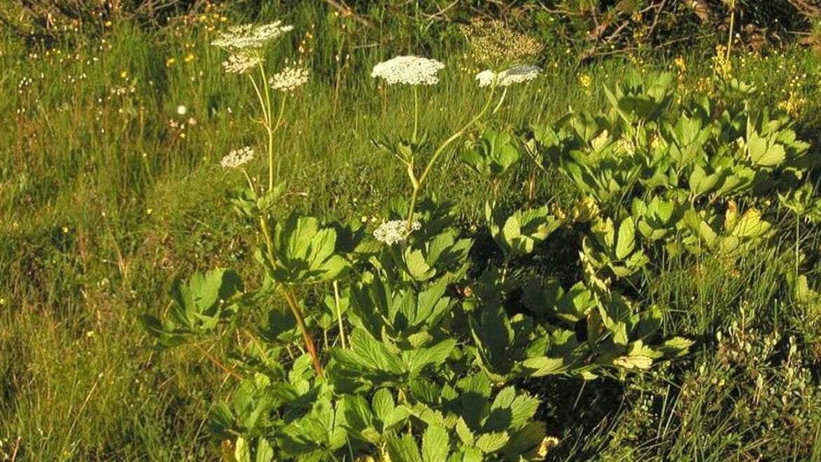 Všedobr horský s bílými drobnými květy je silná bylina. Říká se jí také císařská bylina, mistrova bylina nebo ruka sv. Jana.
