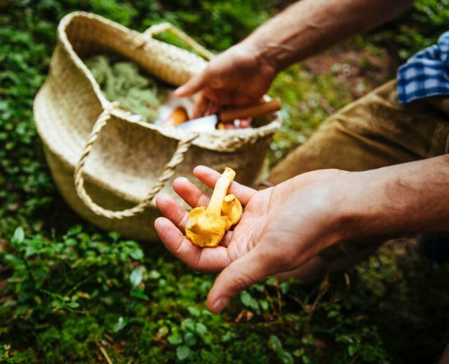frische Eierschwammerl Oranžové lišky, právě nasbírané v lese, jsou oblíbenou ingrediencí salcburských receptů