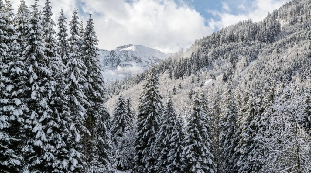 Lesní terapie přináší i v zimním období zklidnění, relaxaci a odpočinek v přírodě