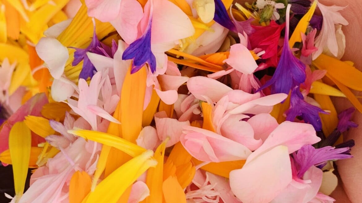 Květy bylinek pro barevnou čajovou směs