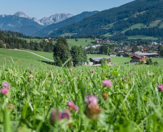2019-sommer-matthias-fritzenwallner-24 Divoké květiny na zelené louce s vesnicí, kopci a vzdálenými horami pod jasně modrou oblohou.