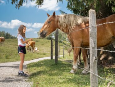 25_st_johann_in_salzburg_sommer_geisterberg_familie_36 Dívka stojí u plotu, naproti hnědákovi nedaleko Letních lanovek sv. Jana v Salcbursku.