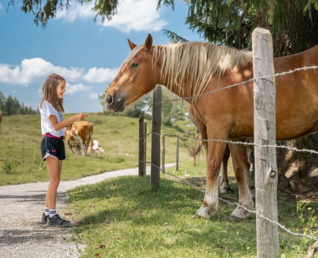 Dívka stojí u plotu, naproti hnědákovi nedaleko Letních lanovek sv. Jana v Salcbursku.