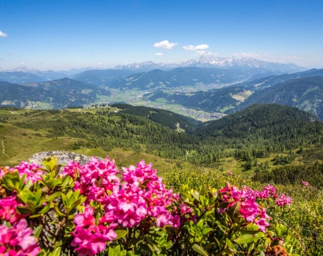 Rozkvetlá horská louka s pohledem do údolí Flachau v Salcbursku